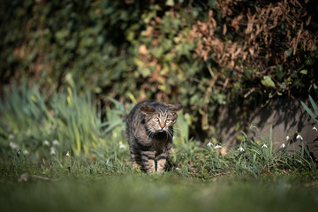 tabby shorthair cat shaking head outdoors in nature on a sunny day
