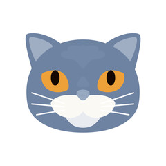 Grey short haired british cat. 