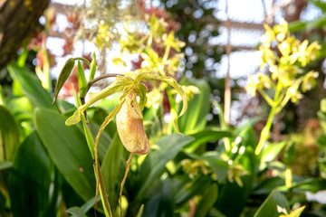 Yellow orchids in bloom with green leaves