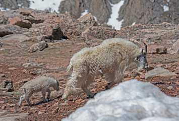 Obraz premium Wild Mountain Goat on Mt. Evans brings her baby down the mountain to eat.