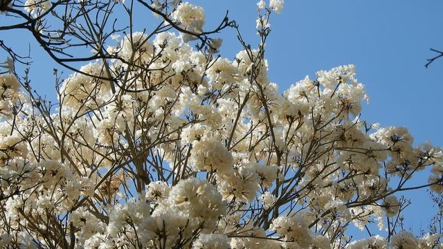 Ipes white tree flowering grove in the municipality of Marilia