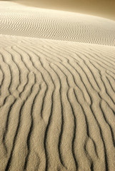 Migrating sand dunes formations in Denmark, Råbjerg mile. © Mikael
