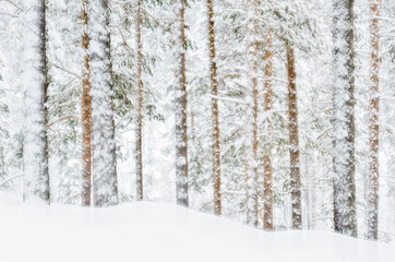 Trees in snow, Hedmark fylke, Norway