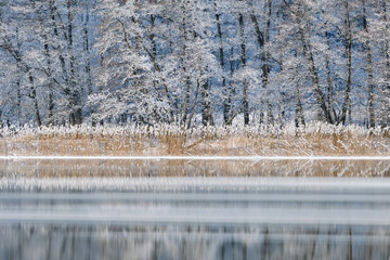 Frozen reeds and trees on riverbank, Göta Älv river, Sweden, Europe