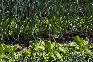 Fototapeta premium Early vegetables onions and salad
