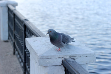 Pigeon with one paw on the embankment of the river