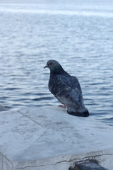 Pigeon with one paw on the embankment of the river
