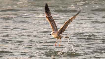 A hunting seagull