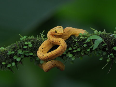 Lanzenotter in Costa Rica