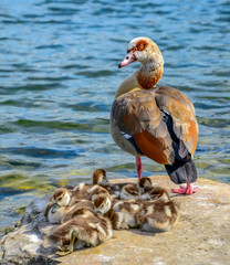 Duck family with duck chicks