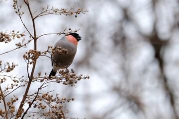 eurasian bullfinch on branch