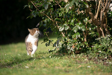 tabby white british shorthair cat smelling on bush