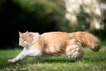 ginger white maine coon cat on the prowl running on lawn outdoors in nature