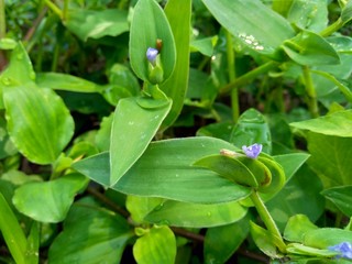 weeds grass in the nature background