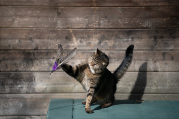 tabby domestic shorthair cat playing with feather toy outdoors in sunlight