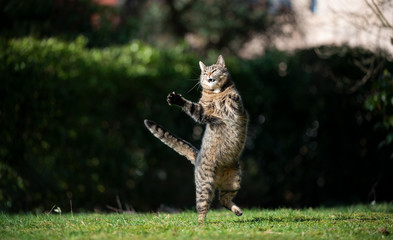 Naklejka na ściany i meble funny tabby domestic shorthair cat jumping up in the air outdooors in back yard playing