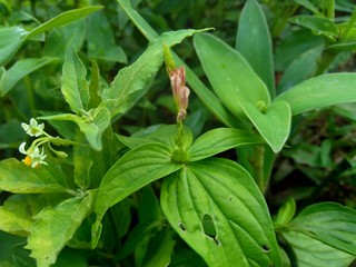 weeds grass in the nature background