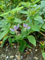weeds grass in the nature background