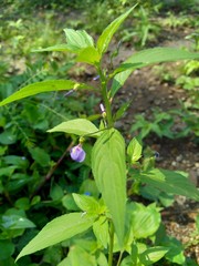 weeds grass in the nature background