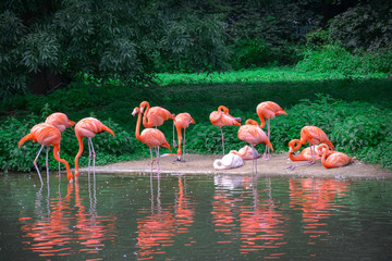 Flamingos or flamingoes are a type of wading bird in the family Phoenicopteridae.