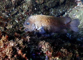 Naklejka na ściany i meble Underwater beach fish
