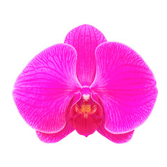 Obraz na płótnie Canvas Pink orchid flower isolated on white background.