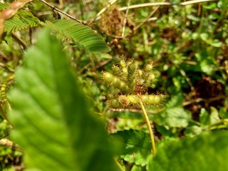 Dry mimosa pudica seed , also called sensitive plant, sleepy plant, action plant, touch-me-not,...