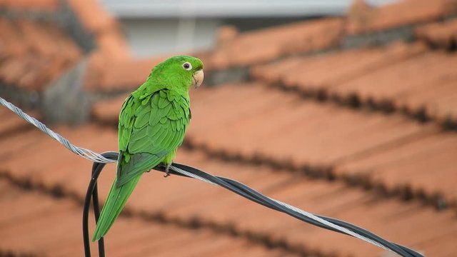 maritacas ou brazilian parrots landed on a high voltage wire in Brazil