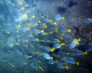 Fototapeta na wymiar Underwater beach fish