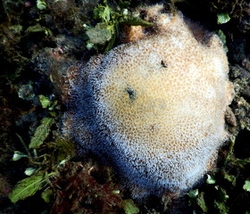 Underwater beach fish