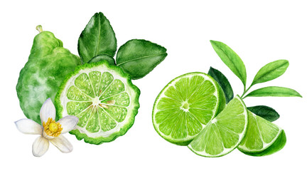 Bergamot with leaves lime watercolor isolated on white background