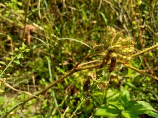 Dry mimosa pudica seed , also called sensitive plant, sleepy plant, action plant, touch-me-not, shameplant, zombie plant.