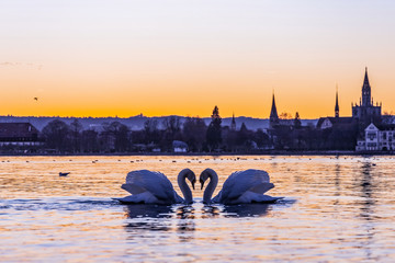 Love is on the Sea, Schwäne in Konstanz am Bodensee,
