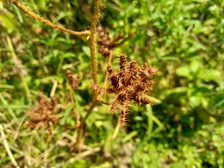 Dry mimosa pudica seed , also called sensitive plant, sleepy plant, action plant, touch-me-not, shameplant, zombie plant.
