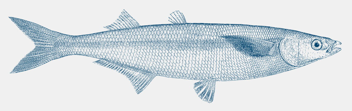 Jack silverside or jacksmelt, atherinopsis californiensis, a fish from the pacific coast of north america in side view