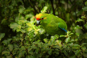 Yellow-crowned Parakeet - kakariki - Cyanoramphus auriceps endemic parakeet feeding in the bush in New Zealand, North Island, South Island and Stewart Island/Rakiura.