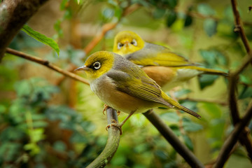 Zosterops lateralis - Silvereye - tauhou in the primeval forest in New Zealand