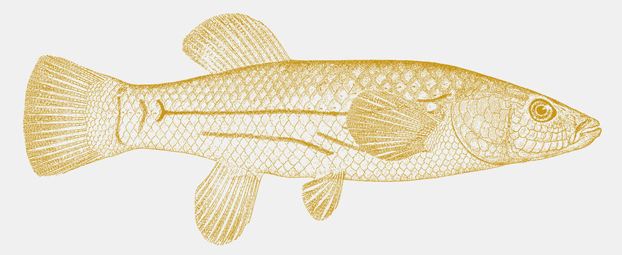 Female striped killifish fundulus majalis, marine fish from North America in side view