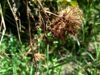 Dry mimosa pudica seed , also called sensitive plant, sleepy plant, action plant, touch-me-not,...