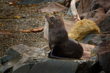 New Zealand Fur Seal - Arctocephalus forsteri - kekeno lying on the rocky beach in the bay in New...