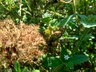 Dry mimosa pudica seed , also called sensitive plant, sleepy plant, action plant, touch-me-not, shameplant, zombie plant.