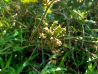 Dry mimosa pudica seed , also called sensitive plant, sleepy plant, action plant, touch-me-not, shameplant, zombie plant.