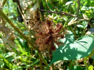 Dry mimosa pudica seed , also called sensitive plant, sleepy plant, action plant, touch-me-not,...