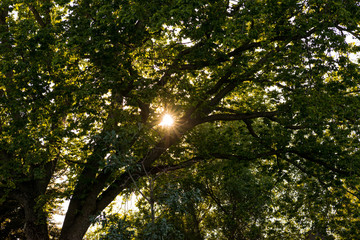Rays of Sun Through a Tree