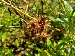 Dry mimosa pudica seed , also called sensitive plant, sleepy plant, action plant, touch-me-not, shameplant, zombie plant.