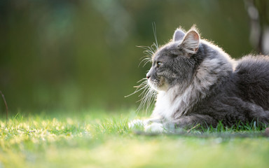 Naklejka na ściany i meble side view close-up of a blue tabby maine coon cat observing the garden outdoors