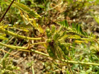 Dry mimosa pudica seed , also called sensitive plant, sleepy plant, action plant, touch-me-not,...