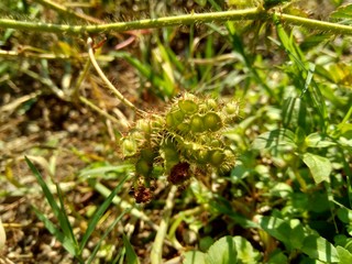 Dry mimosa pudica seed , also called sensitive plant, sleepy plant, action plant, touch-me-not,...