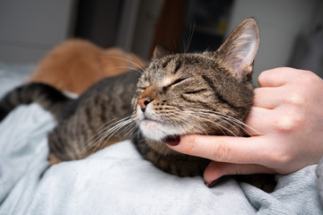 cute tabby cat enjoys being stroked on chin by pet owner in bedroom
