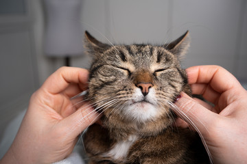 cute tabby cat with closed eyes getting stroekd by pet owner enjoying head massage with both hands